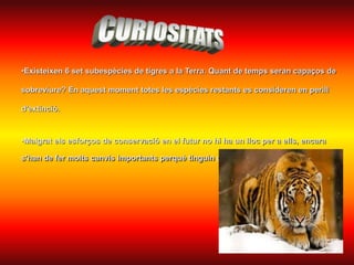 •Existeixen 6 set subespècies de tigres a la Terra. Quant de temps seran capaços de 
sobreviure? En aquest moment totes les espècies restants es consideren en perill 
d'extinció. 
•Malgrat els esforços de conservació en el futur no hi ha un lloc per a ells, encara 
s'han de fer molts canvis importants perquè tinguin grans esperances sobreviure. 
 