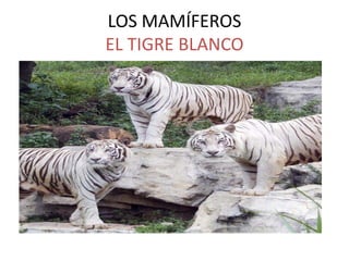 LOS MAMÍFEROS 
EL TIGRE BLANCO 
 