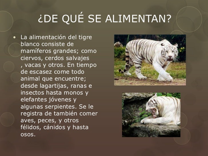 El tigre blanco camila y taysha