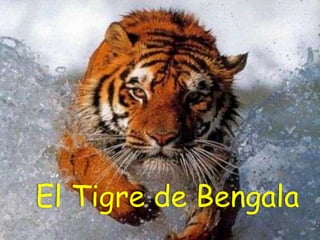El Tigre de Bengala
 