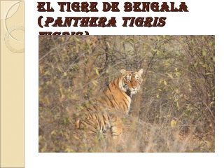 El tigrE dE BEngala
( PanthEra tigris
tigris)
 