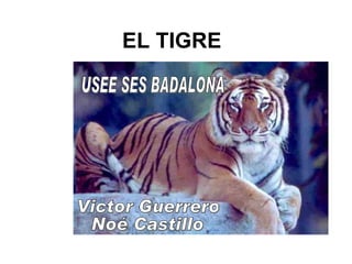EL TIGRE USEE SES BADALONA Victor Guerrero Noé Castillo 