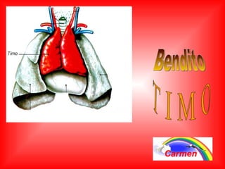 Bendito T I M O Carmen 