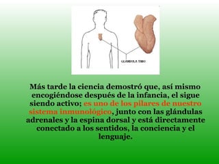 Más tarde la ciencia demostró que, así mismo encogiéndose después de la infancia, el sigue siendo activo;  es uno de los pilares de nuestro sistema inmunológico , junto con las glándulas adrenales y la espina dorsal y está directamente conectado a los sentidos, la conciencia y el lenguaje. 