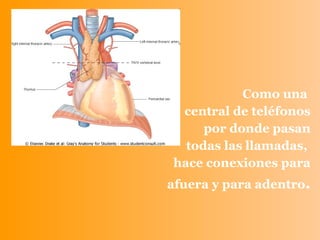 Como una  central de teléfonos por donde pasan todas las llamadas,  hace conexiones para afuera y para adentro .  