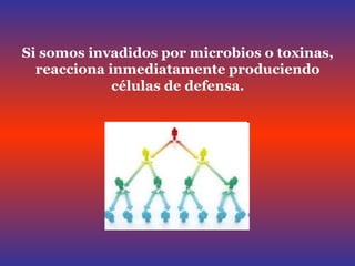 Si somos invadidos por microbios o toxinas, reacciona inmediatamente produciendo células de defensa. 