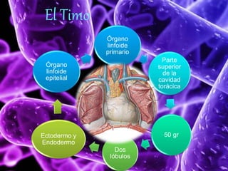 El Timo 
Órgano 
linfoide 
primario 
Parte 
superior 
de la 
cavidad 
torácica 
50 gr 
Dos 
lóbulos 
Órgano 
linfoide 
epitelial 
Ectodermo y 
Endodermo 
 