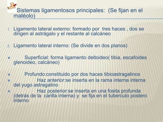 Sistemas ligamentosos principales: (Se fijan en el
     maléolo)

1.   Ligamento lateral externo: formado por tres haces , dos se
     dirigen al astrágalo y el restante al calcáneo

2.   Ligamento lateral interno: (Se divide en dos planos)

         Superficial: forma ligamento deltoideo( tibia, escafoides
     glenoideo, calcáneo)

         Profundo:constituido por dos haces tibioastragalinos
               Haz anterior:se inserta en la rama interna interna
     del yugo astragalino
               Haz posterior:se inserta en una fosita profunda
     (detrás de la carilla interna) y se fija en el tuberculo postero
     interno
 
