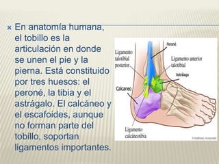    En anatomía humana,
    el tobillo es la
    articulación en donde
    se unen el pie y la
    pierna. Está constituido
    por tres huesos: el
    peroné, la tibia y el
    astrágalo. El calcáneo y
    el escafoides, aunque
    no forman parte del
    tobillo, soportan
    ligamentos importantes.
 