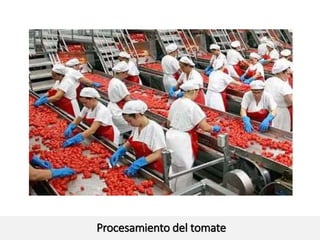 Procesamiento del tomate
 