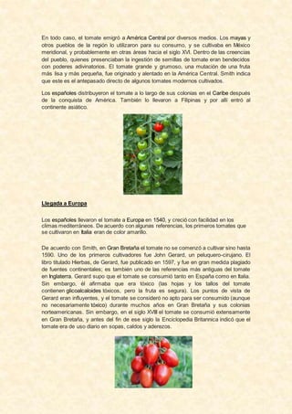 En todo caso, el tomate emigró a América Central por diversos medios. Los mayas y
otros pueblos de la región lo utilizaron para su consumo, y se cultivaba en México
meridional, y probablemente en otras áreas hacia el siglo XVI. Dentro de las creencias
del pueblo, quienes presenciaban la ingestión de semillas de tomate eran bendecidos
con poderes adivinatorios. El tomate grande y grumoso, una mutación de una fruta
más lisa y más pequeña, fue originado y alentado en la América Central. Smith indica
que este es el antepasado directo de algunos tomates modernos cultivados.
Los españoles distribuyeron el tomate a lo largo de sus colonias en el Caribe después
de la conquista de América. También lo llevaron a Filipinas y por allí entró al
continente asiático.
Llegada a Europa
Los españoles llevaron el tomate a Europa en 1540, y creció con facilidad en los
climas mediterráneos. De acuerdo con algunas referencias, los primeros tomates que
se cultivaron en Italia eran de color amarillo.
De acuerdo con Smith, en Gran Bretaña el tomate no se comenzó a cultivar sino hasta
1590. Uno de los primeros cultivadores fue John Gerard, un peluquero-cirujano. El
libro titulado Hierbas, de Gerard, fue publicado en 1597, y fue en gran medida plagiado
de fuentes continentales; es también uno de las referencias más antiguas del tomate
en Inglaterra. Gerard supo que el tomate se consumió tanto en España como en Italia.
Sin embargo, él afirmaba que era tóxico (las hojas y los tallos del tomate
contienen glicoalcaloides tóxicos, pero la fruta es segura). Los puntos de vista de
Gerard eran influyentes, y el tomate se consideró no apto para ser consumido (aunque
no necesariamente tóxico) durante muchos años en Gran Bretaña y sus colonias
norteamericanas. Sin embargo, en el siglo XVIII el tomate se consumió extensamente
en Gran Bretaña, y antes del fin de ese siglo la Enciclopedia Britannica indicó que el
tomate era de uso diario en sopas, caldos y aderezos.
 