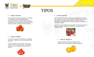 TIPOS
• TOMATE CHONTO
Es el cultivar de mayor producción y consumo
en Colombia, posee alta demanda para
consumo directo y en menor proporción para
uso industrial. Tiene un peso promedio de fruto
entre 80 y 180g y formato de fruto ovalado.
• TOMATE ROSADO
Ideales para hacerlos rellenos, no tiene mucha pulpa y poseen una piel
muy consistente. Su color varia en diferentes tonalidades que van desde el
verde, pasando el rosado y llegando hasta el color rojo. Tiene unas
ondulaciones redondeadas que le dan forma y un aspecto semejante al de
una pequeña calabaza.
A pesar de ser una variedad muy gustosa, dulce y refrescante, llego casi a
desaparecer, algunos agricultores lo cultivaban y la mayoría para el
consumo personal
• TOMATE AMARILLO
Tienen niveles de acidez mas bajos que los
tomates rojos, lo que afecta el sabor en general
• TOMATE CHERRY
Es uno de los mas fáciles de identificar. Es pequeñito,
sobre unos 3 centímetros, con un peso promedio entre
10 y 15g.
Existen variedades de color amarillo, verde, negro,
entre otros. Por su textura crujiente y su sabor dulce
resulta muy rico en ensaladas e incluso solo como
aperitivo.
 