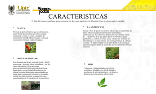 CARACTERISTICAS
El fruto del tomate es una baya, gruesa y carnosa con dos o mas segmentos, de diferentes formas y colores según la variedad
• PLANTA
Perenne de porte arbustivo que se cultiva como
anual. Puede desarrollarse de forma rastrera,
semierecta o erecta. Existen variedades de
crecimiento limitado (determinadas) y otras de
crecimiento ilimitado (indeterminadas).
• SISTEMA RADICULAR
Está formado por la raíz principal (corta y débil),
numerosas y potentes raíces secundarias y por las
raíces adventicias. Si se seccionara
transversalmente la raíz principal desde fuera
hasta dentro, se encontraría la epidermis (se
ubican los pelos absorbentes especializados en
tomar agua y nutrientes), el cortex y el cilindro
central (se sitúa el xilema, conjunto de vasos
especializados en el transporte de los nutrientes).
• TALLO PRINCIPAL
Eje de 2-4cm de grosor en su base, sobre el que se desarrollan las
hojas, tallos secundarios (ramificación simpoidal) e
inflorescencias. Su estructura, desde fuera hacia dentro, consta
de: 1. epidermis, de la que parten hacia el exterior los pelos
glandulares, 2. corteza o cortex, cuyas células más externas son
fotosintéticas y las más internas son colenquimáticas, 3. cilindro
vascular y 4. tejido medular. En la parte distal se encuentra el
meristemo apical, donde se inician los nuevos primordios foliares
y florales
• HOJA
Compuesta e imparipinnada con foliolos
peciolados, lobulados, con borde dentado y
recubiertos de pelos glandulares. Las hojas se
disponen de forma alterna sobre el tallo.
 
