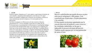 • FLOR
Perfecta, regular e hipogina con 5 o más sépalos e igual número de pétalos de
color amarillo y dispuestos helicoidalmente a intervalos de 135º. Igual
número de estambres soldados que se alternan con los pétalos y forman un
cono estaminal que envuelve al gineceo. El ovario puede ser bi o
plurilocular.
Las flores se agrupan en inflorescencias de tipo racemoso (dicasio),
generalmente de 3 a 10 en variedades comerciales de calibre M y G.
Es frecuente que el eje principal de la inflorescencia se ramifique por debajo
de la primera flor formada dando lugar a una inflorescencia compuesta, de
forma que se han descrito algunas con más de 300 flores. La primera flor se
forma en la yema apical, y las demás se disponen lateralmente por debajo de
la primera, alrededor del eje principal. La flor se une al eje floral por medio
de un pedicelo articulado que contiene la zona de abscisión, la cual se
distingue por un engrosamiento con un pequeño surco originado por una
reducción del espesor del cortex. Las inflorescencias se desarrollan en las
axilas cada 2-3 hojas
• FRUTO
Baya bi o plurilocular que puede alcanzar un peso
entre pocos miligramos y 600 gramos. Está
constituido por el pericarpo, el tejido placentario
y las semillas.
El fruto puede recolectarse separándolo por la
zona de abscisión del pedicelo, como ocurre en
las variedades industriales, en las que es
indeseable la presencia de parte del pecíolo.
También puede separase por la zona peduncular
de unión al fruto
 