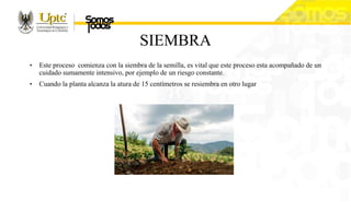 SIEMBRA
• Este proceso comienza con la siembra de la semilla, es vital que este proceso esta acompañado de un
cuidado sumamente intensivo, por ejemplo de un riesgo constante.
• Cuando la planta alcanza la atura de 15 centímetros se resiembra en otro lugar
 