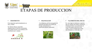 ETAPAS DE PRODUCCION
• CRESIMIENTO
Esta etapa dura aproximadamente un
mes y medio.
Se utilizan abonos especiales
elegidos para el ritmo de crecimiento
de la planta alcance una medida de 20
centímetros por semana.
• POLINIZACION
Los abejorros son los encargados de
polinizar las flores de la planta de
tomate, este proceso es
significativamente importante.
• NACIMIENTO DEL FRUTO
En esta etapa se comienza a apreciar
que los racimos de tomate comienzan
a formar el fruto; en un principio el
color del tomate será de un tono
verde, y con el avanzar de los días
irán formando su color idea rojo
 