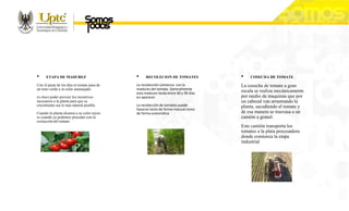 • ETAPA DE MADUREZ
Con el pasar de los días el tomate pasa de
un tono verde a in color anaranjado.
es clave poder proveer los incentivos
necesarios a la planta para que su
crecimiento sea lo mas natural posible.
Cuando la planta alcanza a su color rojizo
es cuando ya podemos proceder con la
extracción del tomate.
• RECOLECION DE TOMATES
La recolección comienza con la
madures del tomate. Generalmente
esta madurez tarda entre 60 y 90 días
en aparecer.
La recolección de tomates puede
hacerse tanto de forma manual como
de forma automática
• COSECHA DE TOMATE
La cosecha de tomate a gran
escala se realiza mecánicamente
por medio de maquinas que por
un cabezal van arrastrando la
planta, sacudiendo el tomate y
de esa manera se trasvasa a un
camión a granel.
Este camión transporta los
tomates a la plata procesadora
donde comienza la etapa
industrial
 