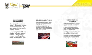 TRASPORTE E
HIDRATANTE
Una vez que los camiones
llegan a la planta de tomates
se utilizan hidratantes de
agua que posibilitan que los
tomates circulen
La función principal de esta
etapa es separar lo que son
tomates y otros cuerpos
pesados como las piedras
que se recogieron por error
LIMPIEZA Y LAVADO
Posteriormente, a través de un
trasporte que generalmente es
hidráulico los tomates
comienzan un proceso de
limpieza con el fin de eliminar
toda tierra o polvillo que pueda
perjudicar el tomate
SELECCION DE
TOMATES
Luego empieza un sistema de selección a
través de cámaras que detectan puntos
negros de los tomates, defectos y
cicatrices.
El objetivo principal de esta etapa es
separar los tomates que son de primera
calidad y de segunda calidad.
Los tomates de primera calidad ya están
disponibles para ser procesados, ya sea
para que lleguen a la lata de tomate o a
otro subproducto y/o venta orgánica.
Los tomates de segunda calidad pasan por
otro proceso más de selección manual
donde se eligen los que se consideran
ideales para pasar por una etapa de pelado
 