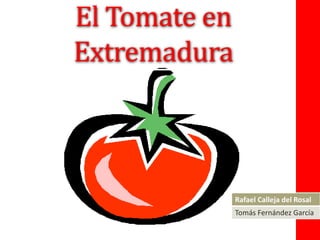 El Tomate en
Extremadura
Rafael Calleja del Rosal
Tomás Fernández García
 