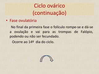 Ciclo ovárico
                (continuação)
• Fase ovulatória
   No final da primeira fase o folículo rompe-se e dá-se
  a ovulação e vai para as trompas de Falópio,
  podendo ou não ser fecundado.
   Ocorre ao 14º dia do ciclo.
 