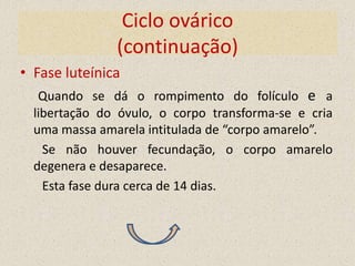 Ciclo ovárico
               (continuação)
• Fase luteínica
   Quando se dá o rompimento do folículo e a
  libertação do óvulo, o corpo transforma-se e cria
  uma massa amarela intitulada de “corpo amarelo”.
    Se não houver fecundação, o corpo amarelo
  degenera e desaparece.
    Esta fase dura cerca de 14 dias.
 