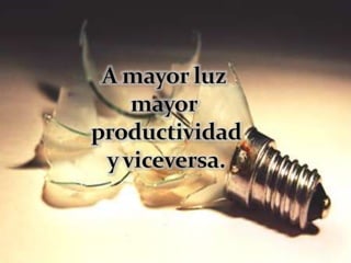 A mayor luz mayor productividad y viceversa.