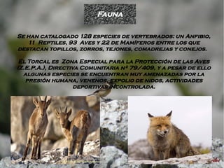 Fauna

Se han catalogado 128 especies de vertebrados: un Anfibio,
   11 Reptiles, 93 Aves y 22 de Mamíferos entre los que
destacan topillos, zorros, tejones, comadrejas y conejos.

 El Torcal es Zona Especial para la Protección de las Aves
(Z.E.P.A.), Directiva Comunitaria nº 79/409, y a pesar de ello
  algunas especies se encuentran muy amenazadas por la
   presión humana, venenos, expolio de nidos, actividades
                    deportivas incontrolada.
 
