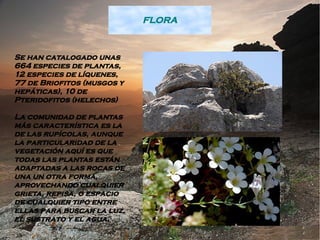 FLORA


Se han catalogado unas
664 especies de plantas,
12 especies de líquenes,
77 de Briofitos (musgos y
hepáticas), 10 de
Pteridofitos (helechos)

La comunidad de plantas
más característica es la
de las rupícolas, aunque
la particularidad de la
vegetación aquí es que
todas las plantas están
adaptadas a las rocas de
una un otra forma,
aprovechando cualquier
grieta, repisa, o espacio
de cualquier tipo entre
ellas para buscar la luz,
el sustrato y el agua.
 