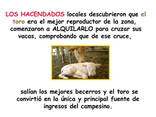 salían los mejores becerros y el toro se convirtió en la única y principal fuente de ingresos del campesino. LOS HACENDADOS  locales descubrieron que  el toro  era el mejor reproductor de la zona,  comenzaron a ALQUILARLO para cruzar sus vacas, comprobando que de ese cruce,   
