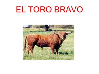 EL TORO BRAVO
 