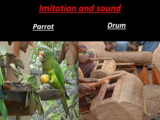 Imitation and sound
Parrot Drum
9
 