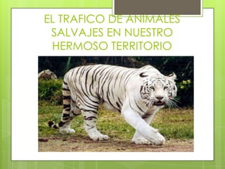 EL TRAFICO DE ANIMALES
SALVAJES EN NUESTRO
HERMOSO TERRITORIO
 