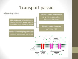Transport passiu
A favor de gradient

Difusió Simple Més ràpid com
més petita o més apolar sigui la
molècula o més gradien...