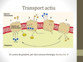 Transport actiu

En contra de gradient, per tant consum d’energia. Bomba Na+ K+

 