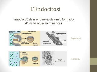 L’Endocitosi
Introducció de macromolècules amb formació
d’una vesícula membranosa

Fagocitosi
1 µm

0.5 µm

Pinocitosi

 