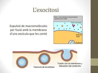 L’exocitosi
Expulsió de macromolècules
per fusió amb la membrana
d’una vesícula que les conté

 
