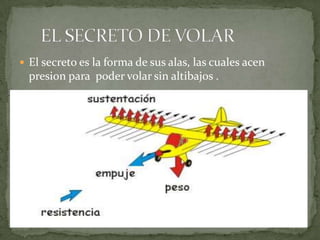 El secreto es la forma de sus alas, las cuales acenpresion para  poder volar sin altibajos .     EL SECRETO DE VOLAR