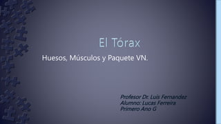 Huesos, Músculos y Paquete VN.
Profesor Dr. Luis Fernandez
Alumno: Lucas Ferreira
Primero Ano G
 