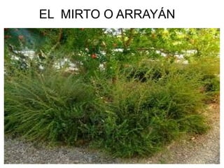 EL MIRTO O ARRAYÁN
 