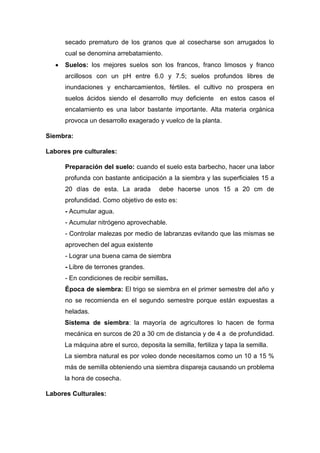 secado prematuro de los granos que al cosecharse son arrugados lo
cual se denomina arrebatamiento.
Suelos: los mejores suelos son los francos, franco limosos y franco
arcillosos con un pH entre 6.0 y 7.5; suelos profundos libres de
inundaciones y encharcamientos, fértiles. el cultivo no prospera en
suelos ácidos siendo el desarrollo muy deficiente en estos casos el
encalamiento es una labor bastante importante. Alta materia orgánica
provoca un desarrollo exagerado y vuelco de la planta.
Siembra:
Labores pre culturales:
Preparación del suelo: cuando el suelo esta barbecho, hacer una labor
profunda con bastante anticipación a la siembra y las superficiales 15 a
20 días de esta. La arada debe hacerse unos 15 a 20 cm de
profundidad. Como objetivo de esto es:
- Acumular agua.
- Acumular nitrógeno aprovechable.
- Controlar malezas por medio de labranzas evitando que las mismas se
aprovechen del agua existente
- Lograr una buena cama de siembra
- Libre de terrones grandes.
- En condiciones de recibir semillas.
Época de siembra: El trigo se siembra en el primer semestre del año y
no se recomienda en el segundo semestre porque están expuestas a
heladas.
Sistema de siembra: la mayoría de agricultores lo hacen de forma
mecánica en surcos de 20 a 30 cm de distancia y de 4 a de profundidad.
La máquina abre el surco, deposita la semilla, fertiliza y tapa la semilla.
La siembra natural es por voleo donde necesitamos como un 10 a 15 %
más de semilla obteniendo una siembra dispareja causando un problema
la hora de cosecha.
Labores Culturales:
 