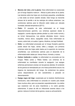Mancha del nido y de la gluma: Esta enfermedad es ocasionada
por el hongo Septoria nodorum . Afecta la parte aérea de la planta.
Las lesiones sobre las hojas son al principio pequeñas, amarillentas
y más tarde se tornan castaño dorado. Este hongo se transmite
atraves de la semilla o de los rastrojos de cultivos anteriores. Las
condiciones óptimas para la infección están dadas por: elevada
humedad, elevada temperatura (22º C).
Pietin: El causante de esta enfermedad es el hongo
Gaeumannomyces graminis. Los síntomas aparecen desde la
espigazón, cuando algunas plantas pierden su color verde normal y
se tornan blanquecinas. Las plantas afectadas tienen: menos
macollos, menos altura, espiguillas vanas. Esta enfermedad es
severa, sobre todo, en suelos: Ligeros, Alcalinos, de baja Fertilidad.
Oidio: La enfermedad provocada por el hongo Erysiphe graminis
puede atacar las hojas, vainas, tallos y espigas. Los primeros
síntomas sobre las hojas están dados por la aparición de manchas
amarillentas. Las condiciones optimas para el desarrollo de la
enfermedad están dadas por: tiempo fresco, húmedo y nuboso.
Carbon hediondo o caries: la enfermedad es provocada por los
hongos Tilletia caries y Tilletia foetida. Los síntomas de la
enfermedad se manifiestan durante la espigazón. Las espigas
enfermas permanecen erectas con las glumas abiertas. El contenido
de los granos es reemplazado por una masa pulverulenta oscura: los
órganos de reproducción del hongo. Se contaminan los granos
sanos desprendiendo un olor característico a pescado en
descomposición.
Espiga negra del trigo: ocasionada por la bacteria Xanthomonas
translucens, esta enfermedad es conocida en nuestro país desde
hace muchos años, pero se presentan esporádicamente. Los daños
que ocasionan son de poca importancia y no cubre grandes
extensiones. A pesar de ello en infecciones severas ataca a los
granos: reduce el número de los granos, causa su achuzamiento.
 