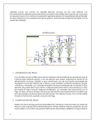 3
cebada (como era común en aquella época), aunque en las citas bíblicas son
frecuentemente utilizadas para referirse al concepto más amplio del conjunto de cosas que
se requieren para vivir, como en la expresión «ganarse el pan». En la parábola del sembrador
se hace referencia a la adulteración de los granos, enfrentando el trigo (la bondad) con la
cizaña (la maldad).
MORFOLOGIA
1. IMPORTANCIA DEL TRIGO
Los cereales son las semillas secas de los miembros de la familia de las gramíneas que se
cultivan para obtener granos y son las plantas que mayor importancia tienen en la
alimentación humana, debido a que constituyen una de las fuentes principales de
energía en forma de hidratos de carbono y que también contienen proteínas, grasas,
vitaminas y minerales. Los cereales requieren diversascantidades de humedad y tipos
desuelo. Se puede decir que casi en cualquier parte de la tierra creceal menos un tipo
de cereal. El trigo crece en regiones templadas. Los cereales más importantes son el
trigo, el maíz y el arroz. El trigo y el arroz son las fuentes más importantes en la dieta que
provee energía a todas las personas del mundo. Por milenios el pan con o sin levadura
ha sido la forma más usual de consumo de trigo.
2. CLASIFICACIÓN DEL TRIGO
Existen dos tipos de trigo para la industrialización: harineros y macarroneros; en base a la
textura, color y grado de humedad del grano. El trigo débil es bajo en proteínas, da una
harina débil, y conviene más para la fabricación de pasteles y galletas. El trigo fuerte es
 