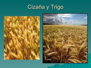 Cizaña y Trigo 