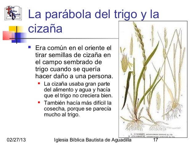 Significado De La Parábola Del Trigo Y La Cizaña – FSQRD