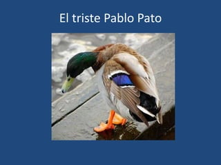 El triste Pablo Pato 