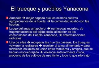 El trueque y pueblos Yanacona Amapola    mejor pagada que los mismos cultivos agropecuarios de la huerta,    la comunidad acabó con las huertas.  Luego del auge amapolero,    numerosas muertes, de fragmentaciones del tejido social al interior de las comunidades del Pueblo Yanacona,    determinaciones radicales.  Una de ellas    recuperar las huertas caseras, los trueques volvieron a realizarse    resolver el tema alimentario y para fortalecer los lazos de unión entre familiares y amigos, que se habían resquebrajado    violencia anteriormente vivida, producto de los cultivos de uso ilícito y todo lo que ello trajo. 