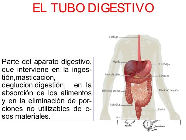 Tubo digestivo
