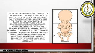 AUX. MELVINAYELYTICONAMORALES
4to y 5to mes (semana 16-20): el
feto se enlonga, LCC de 15cm, al
final del 5to mes inferior...