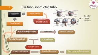 El tubo intestinal y las cavidades corporales | PPT