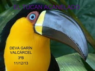 EL TUCAN ACANELADO

DEVA GARÍN
VALCÁRCEL
3ºB
11/12/13

 
